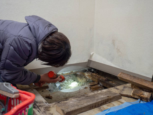 Best Black Mold Removal  in Cherryvale, KS