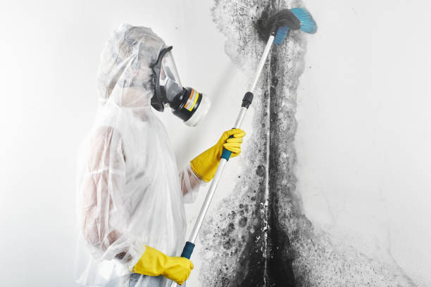 Best Mold-Related Health Consultation  in Cherryvale, KS