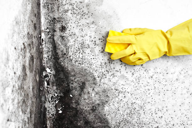 Biohazard Mold Removal in Cherryvale, KS
